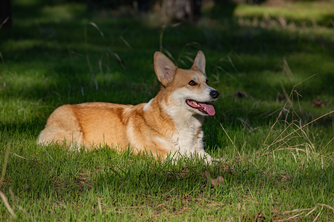 welsh corgi pembroke  corgi  dog free photo