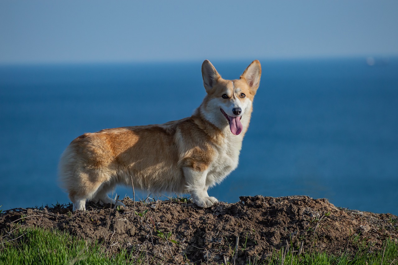 welsh corgi pembroke  corgi  dog free photo