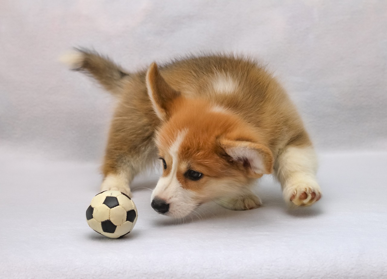 welsh corgi pembroke  sight  corgi free photo