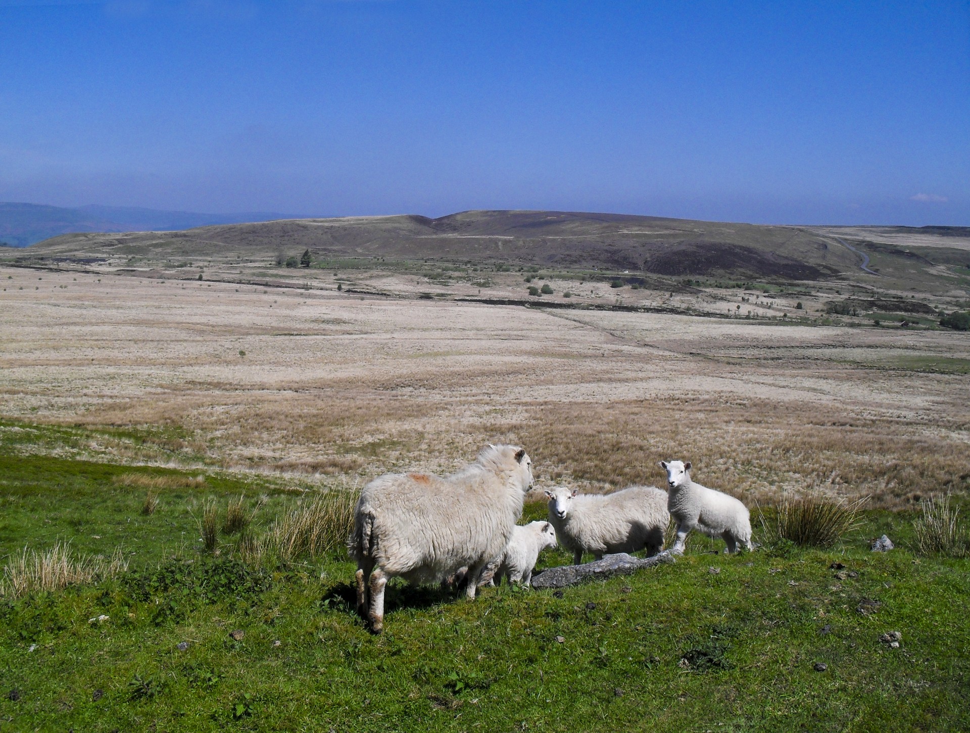 sheep animal moorland free photo