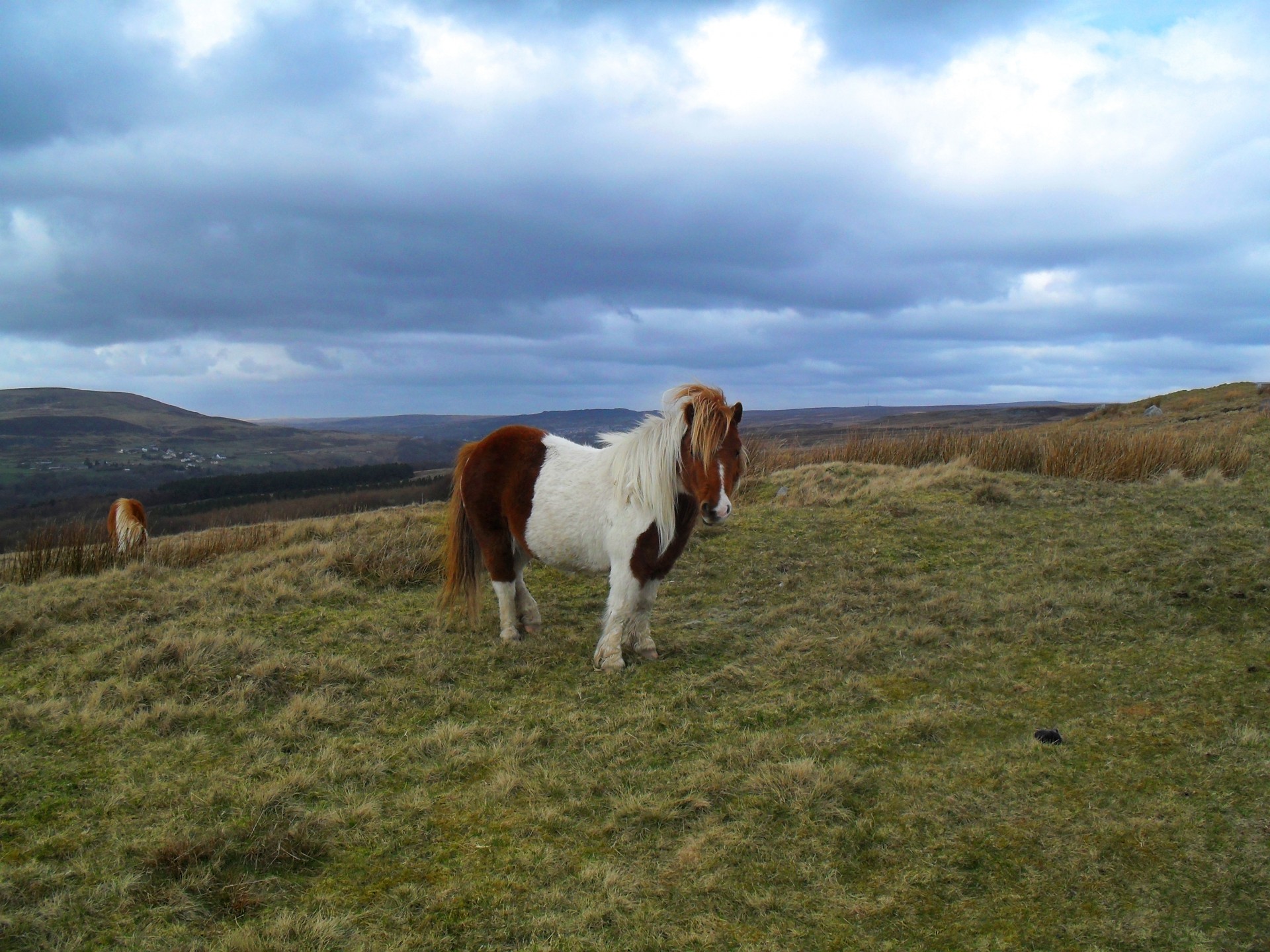 pony mountain welsh free photo