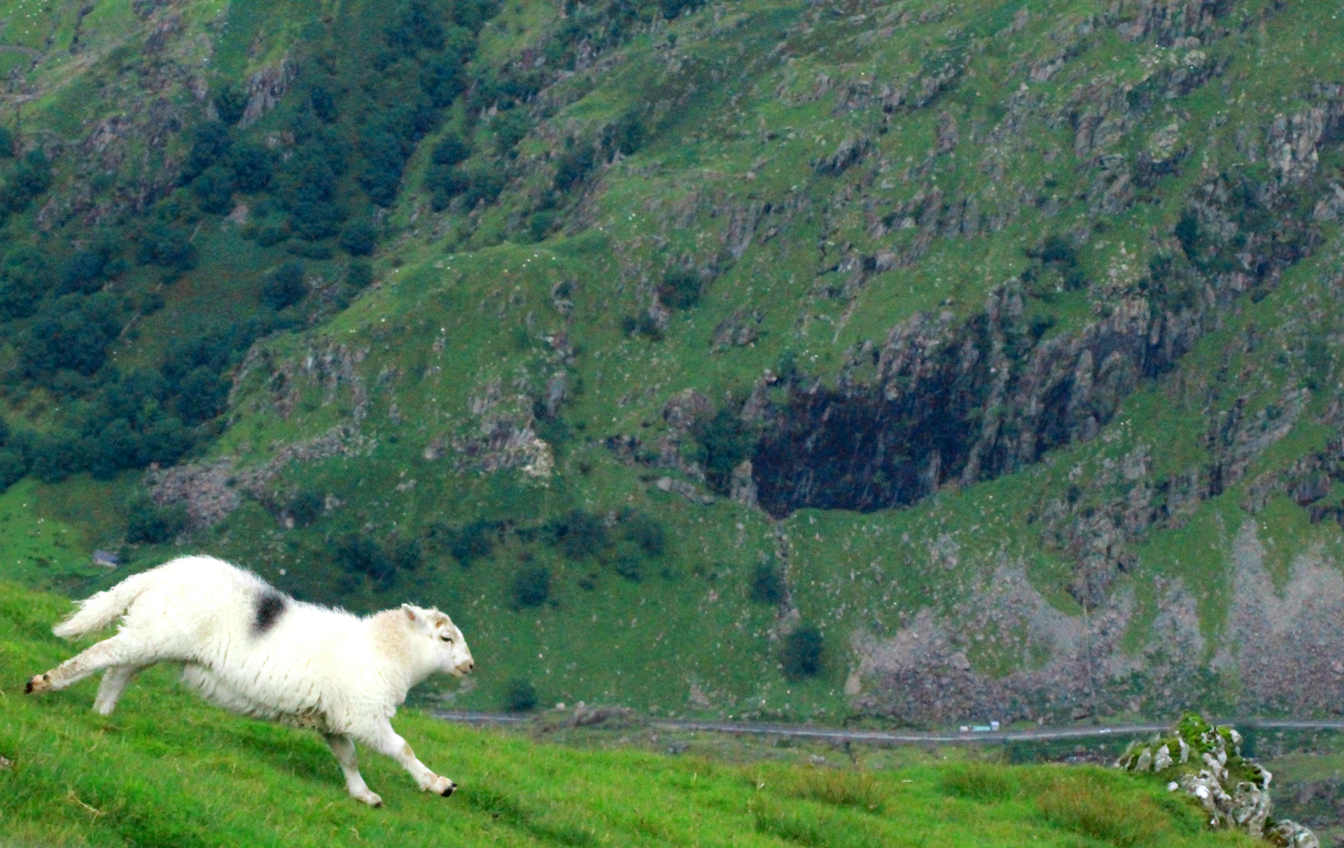 wales sheep lamb free photo