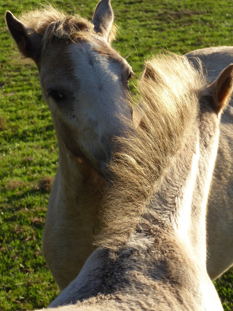 welsh ponies friendship love for animals free photo