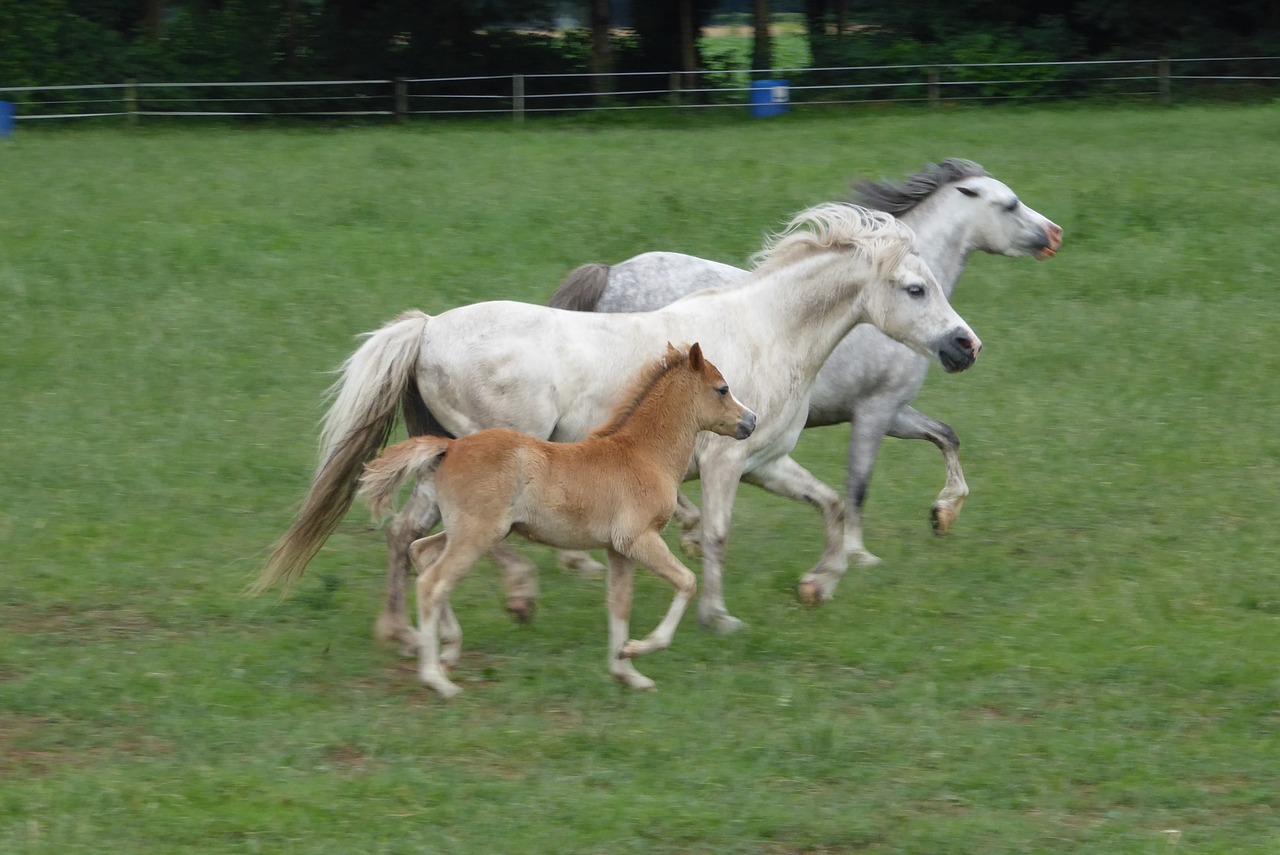 welsh ponies family herd free photo