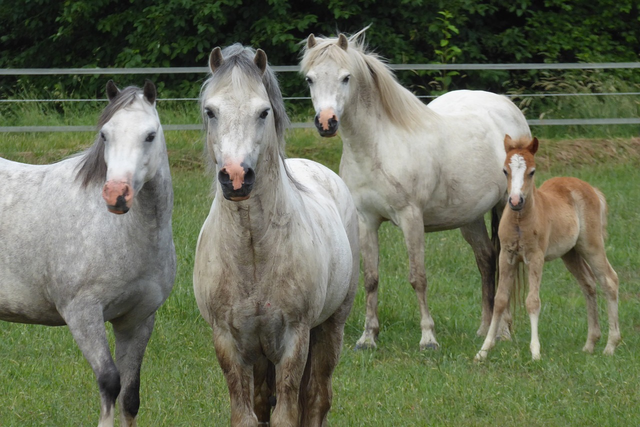 welsh ponies horses foal free photo