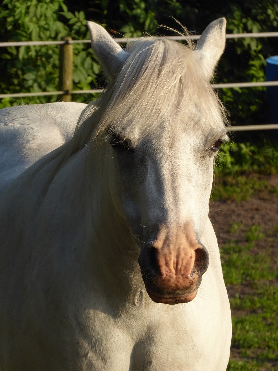 welsh pony mare sun free photo