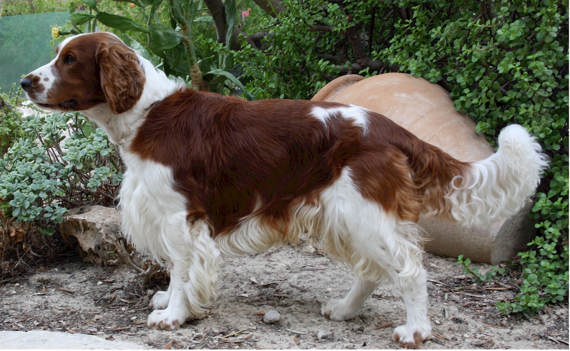 welsh springer spaniel dog canine free photo