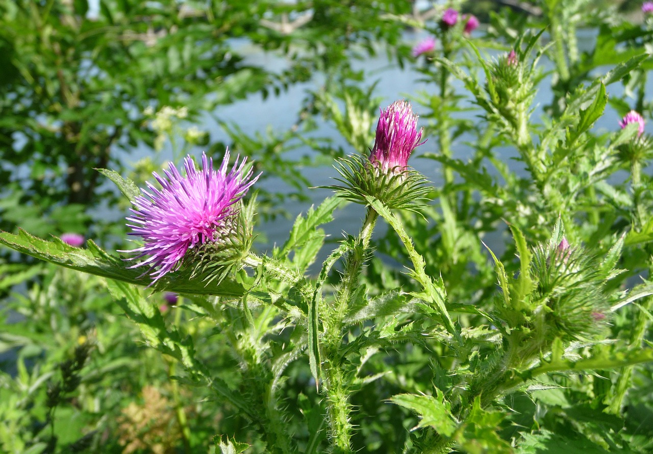 welted thistle plant flower free photo