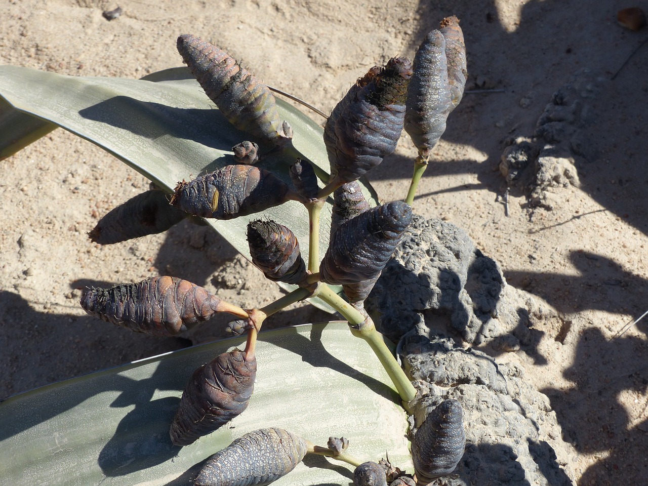 welwitischia mirabilis desert plant namib desert free photo