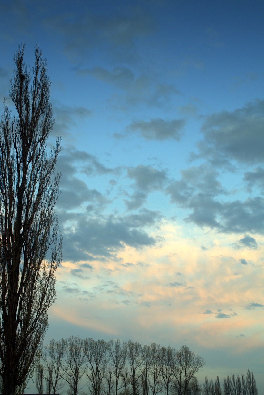 west poplar sky free photo