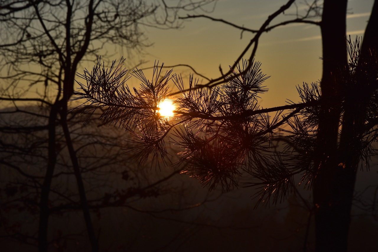 west the sun tree free photo