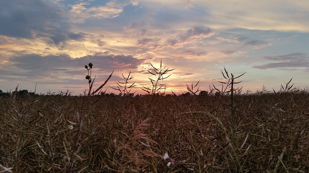 west sunset field free photo