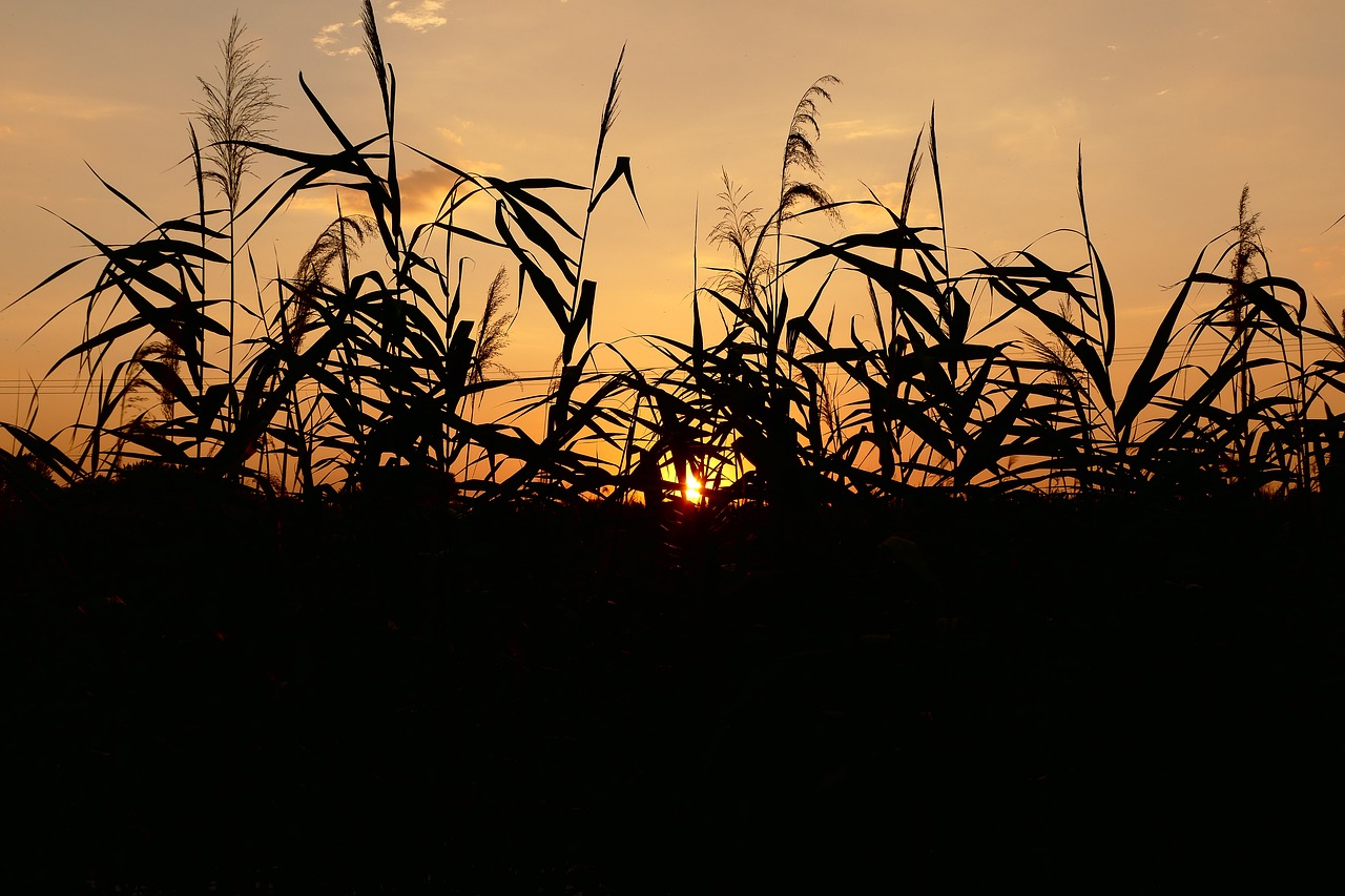 west  sun  common reed free photo