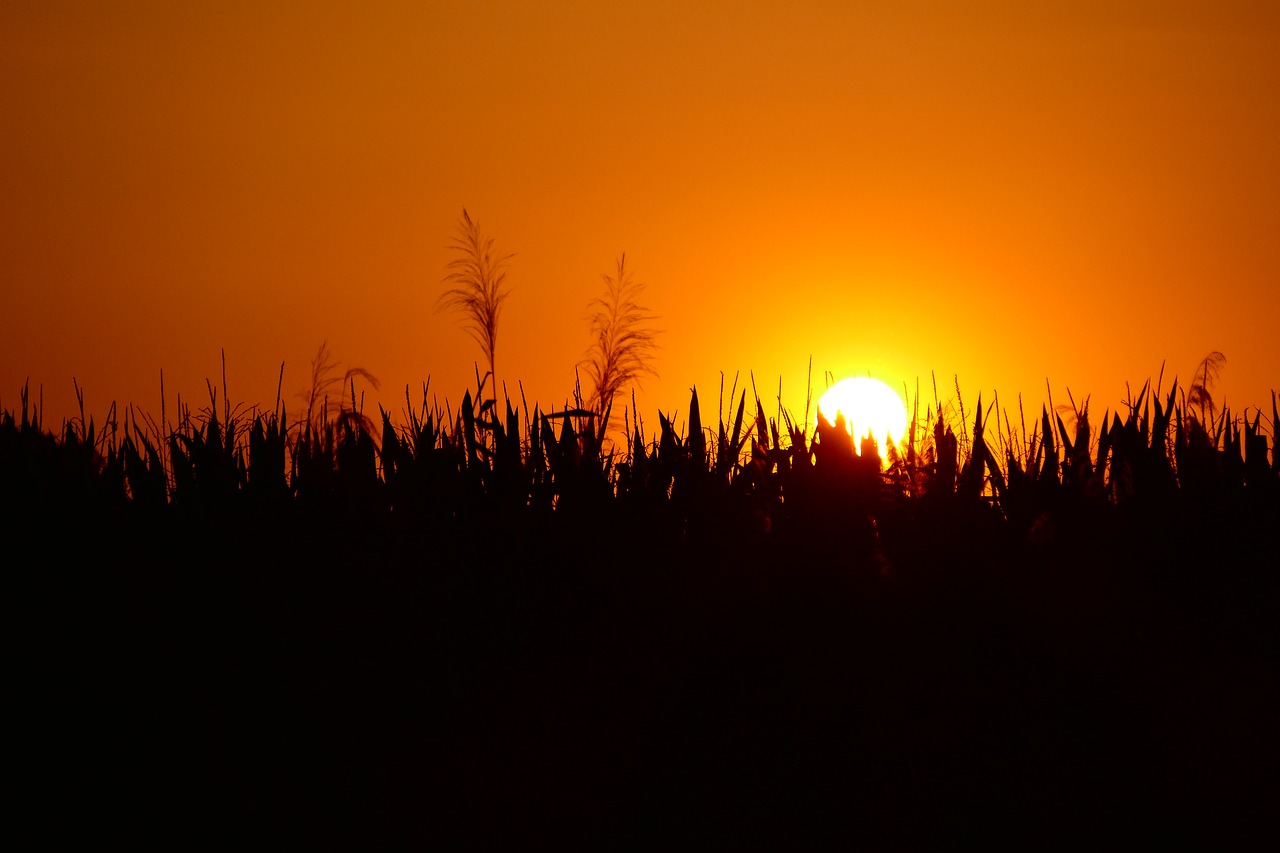 The sun in the west. Солнце на западе. Западное солнце. Черное солнце природа. Оранжевый Запад.