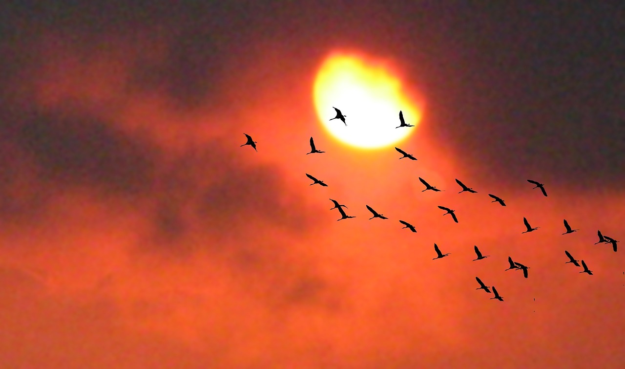 west eventide birds free photo