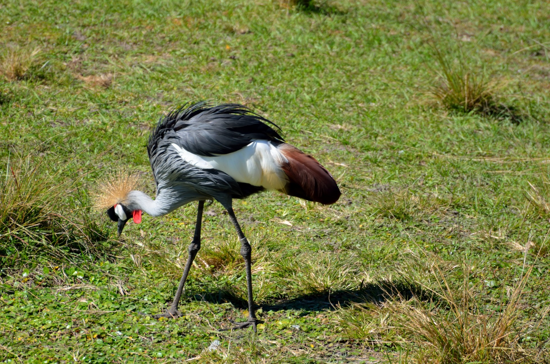 aviary beak beauty nature free photo