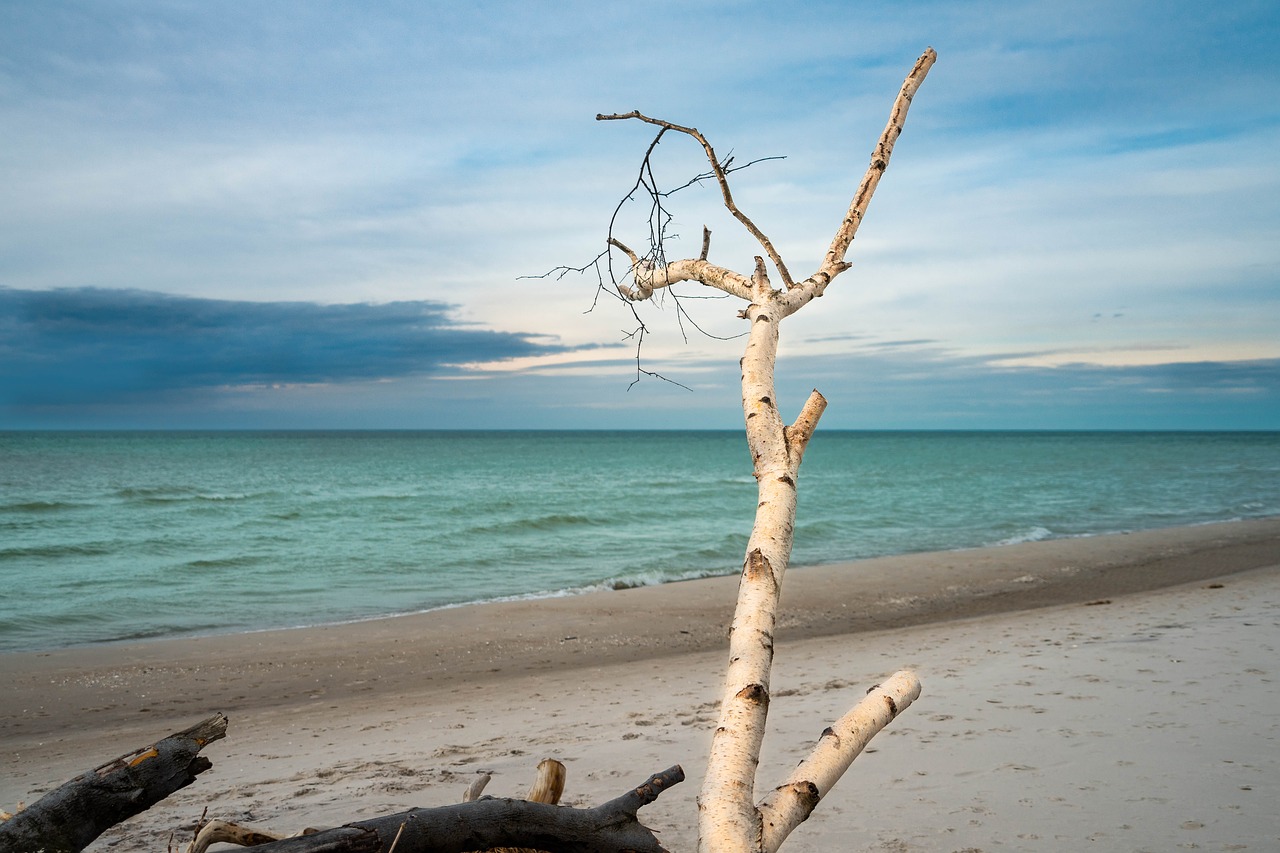 west beach  baltic sea  branch free photo