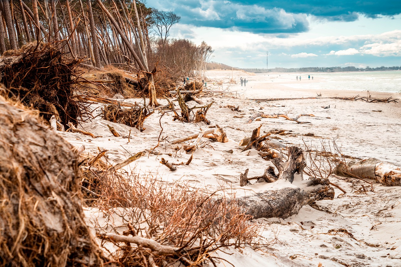 west beach  baltic sea  trees free photo