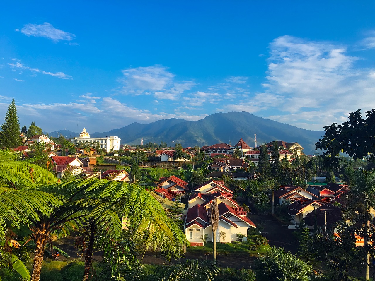 west java indonesia palm trees free photo