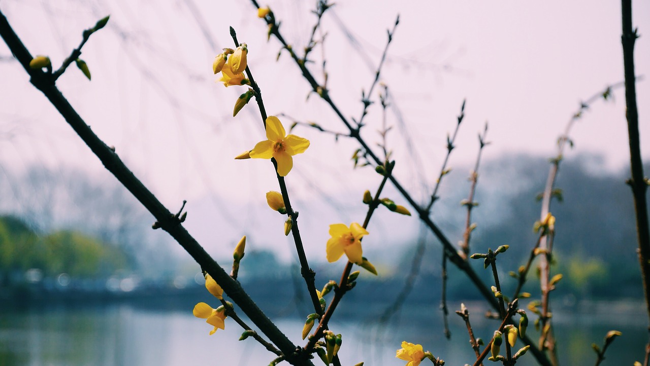 west lake the scenery flower free photo