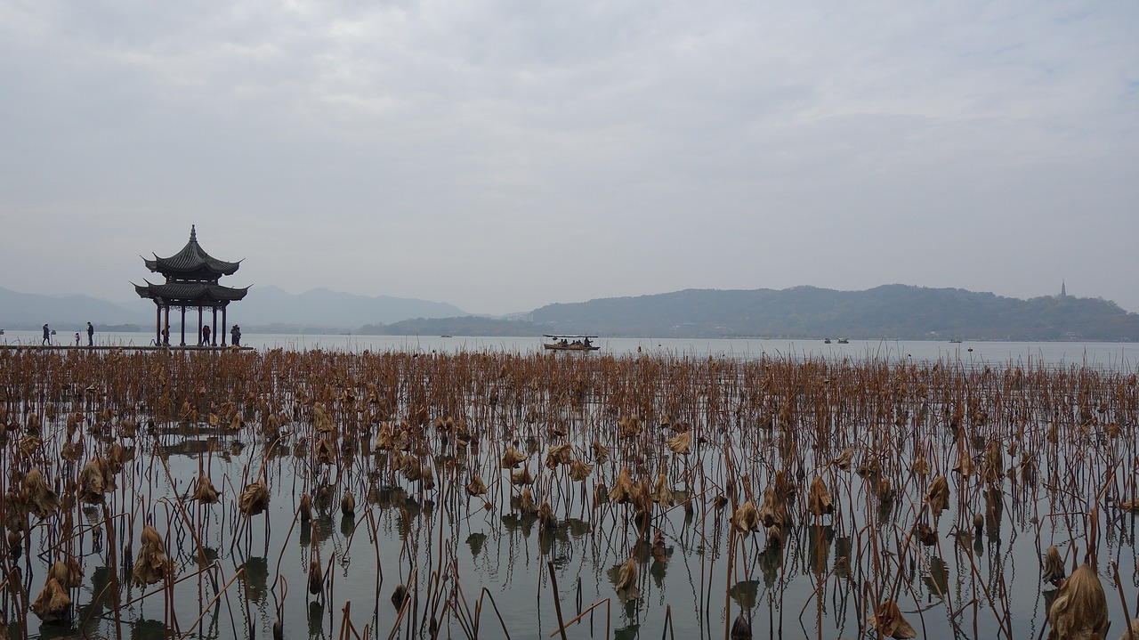 west lake lake lotus free photo