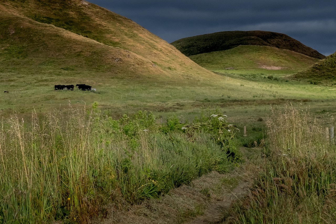 west marin pt reyes free photo