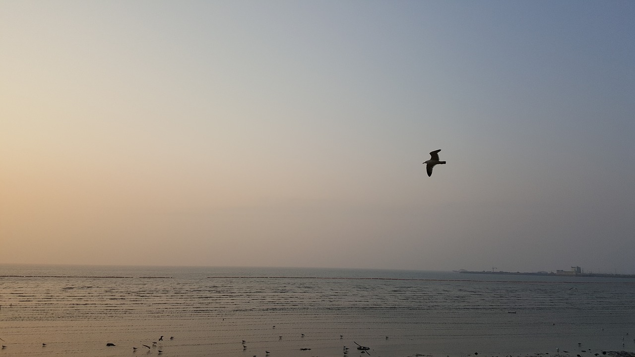 west sea sunset seagull free photo