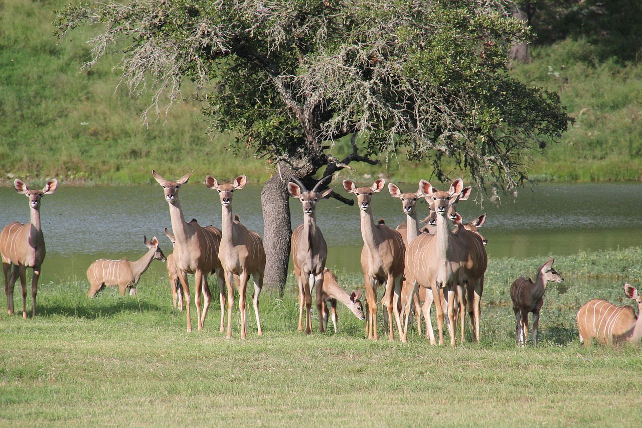 west texas kudu  texas deer  texas wildlife free photo
