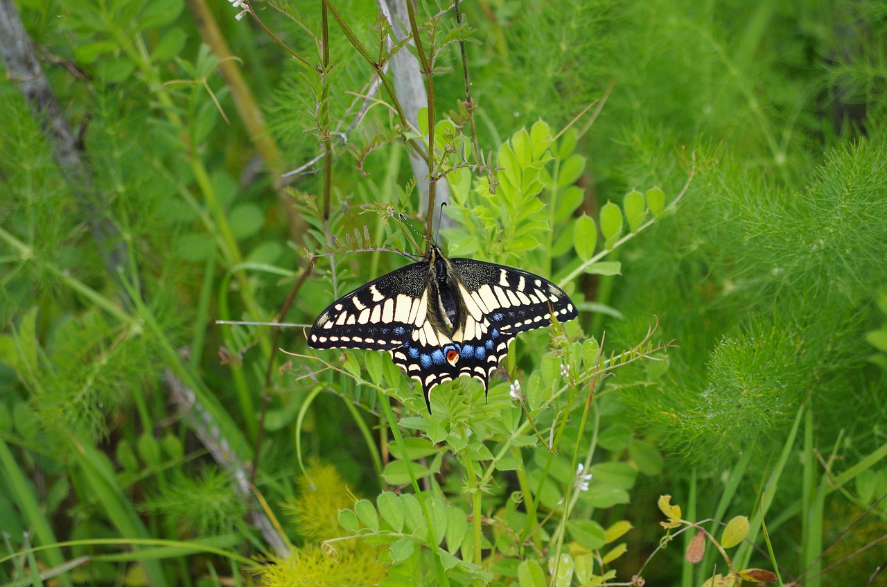 wester  tiger  swallowtail free photo