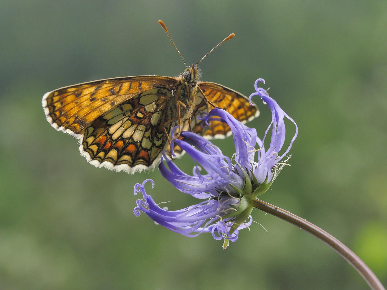 western  fritillary  devil's claw free photo