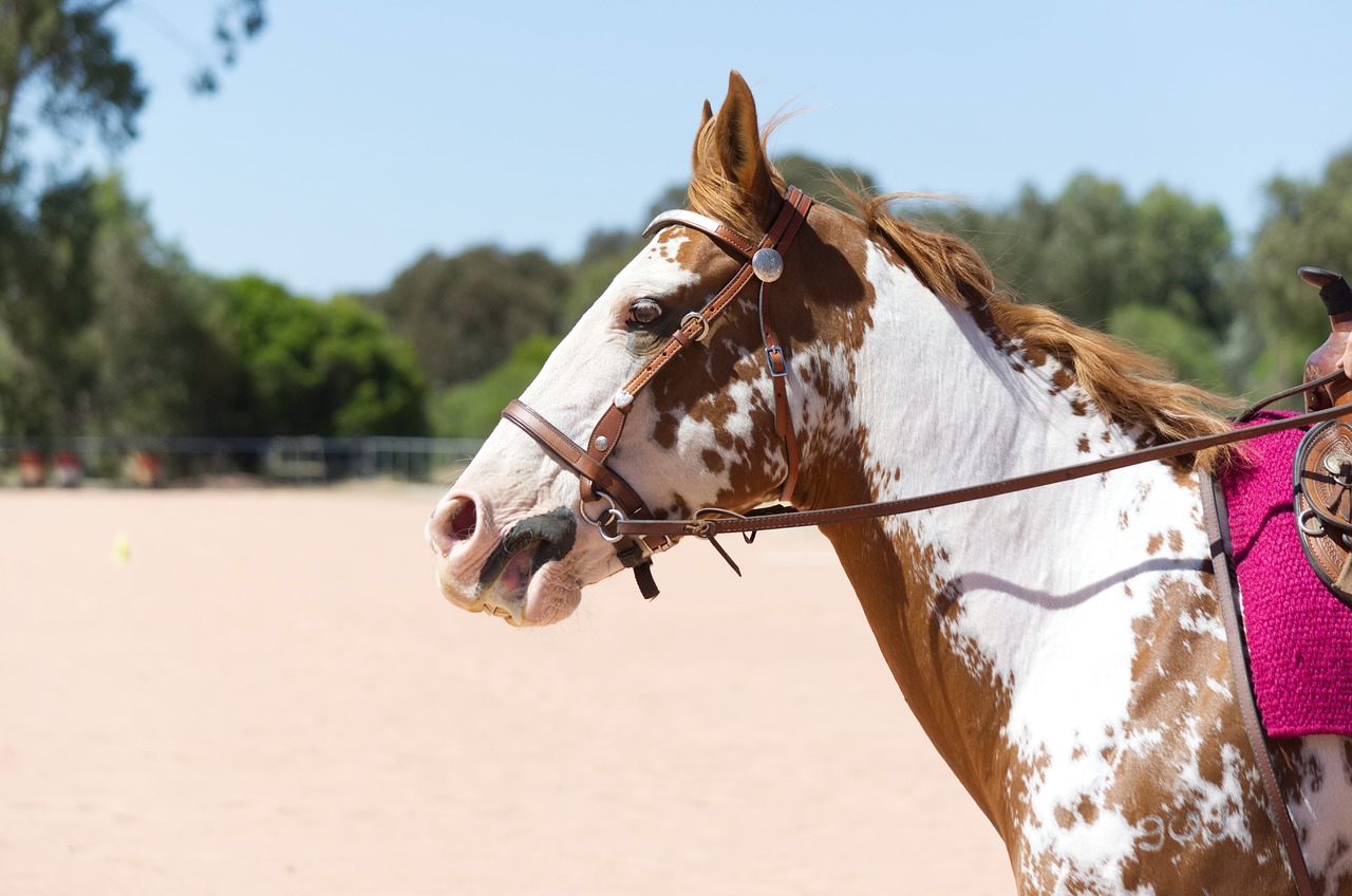 western  horse  riding free photo