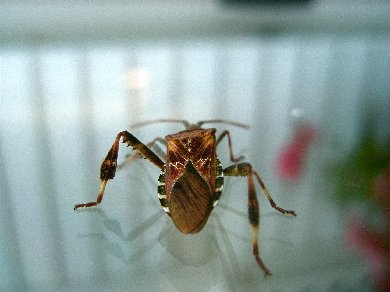 western conifer seed bug insect illinois free photo