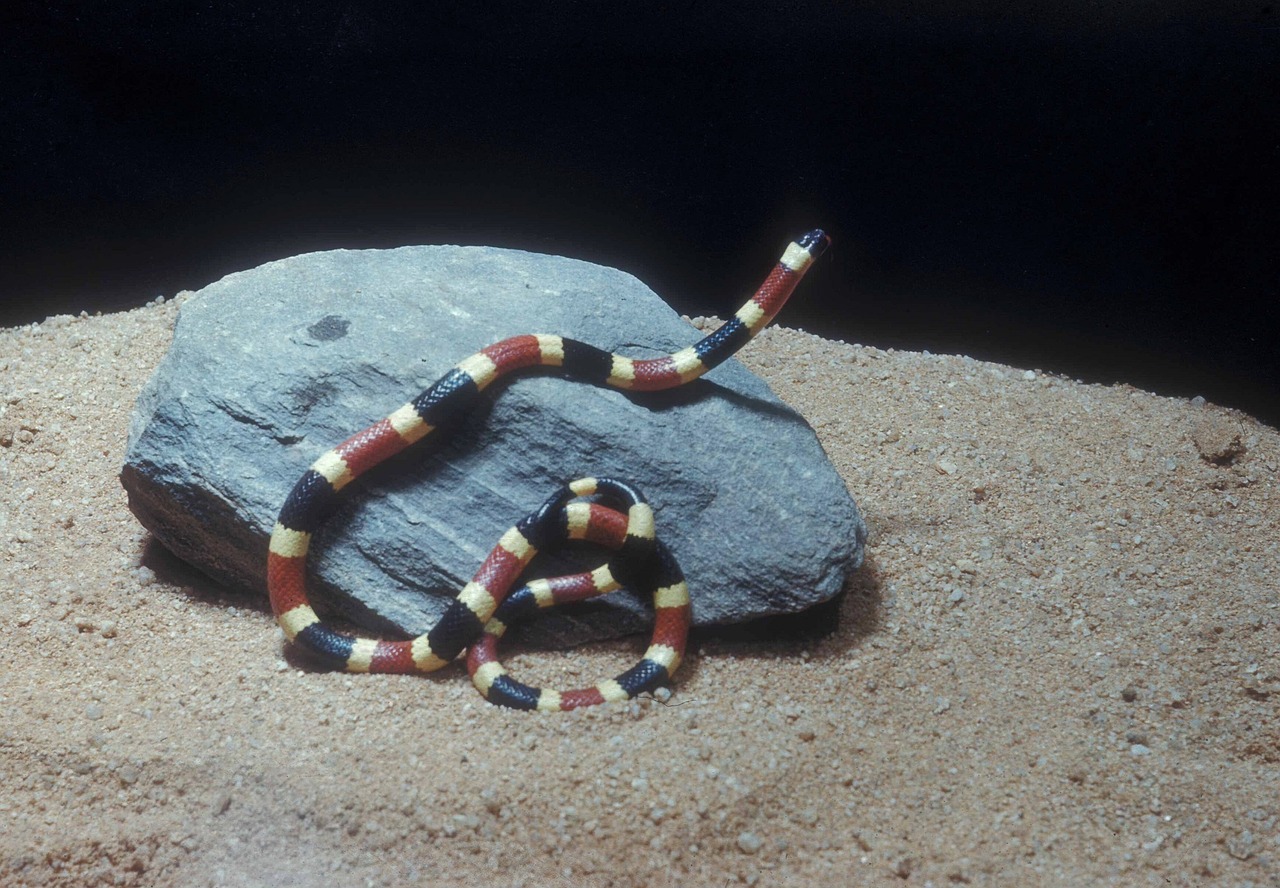 western coral snake reptile wildlife free photo