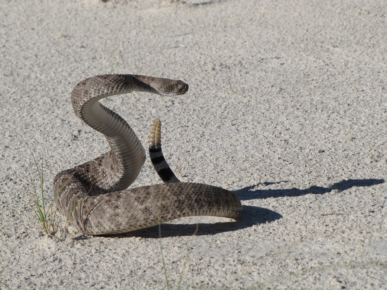 western diamondback rattlesnake viper poisonous free photo