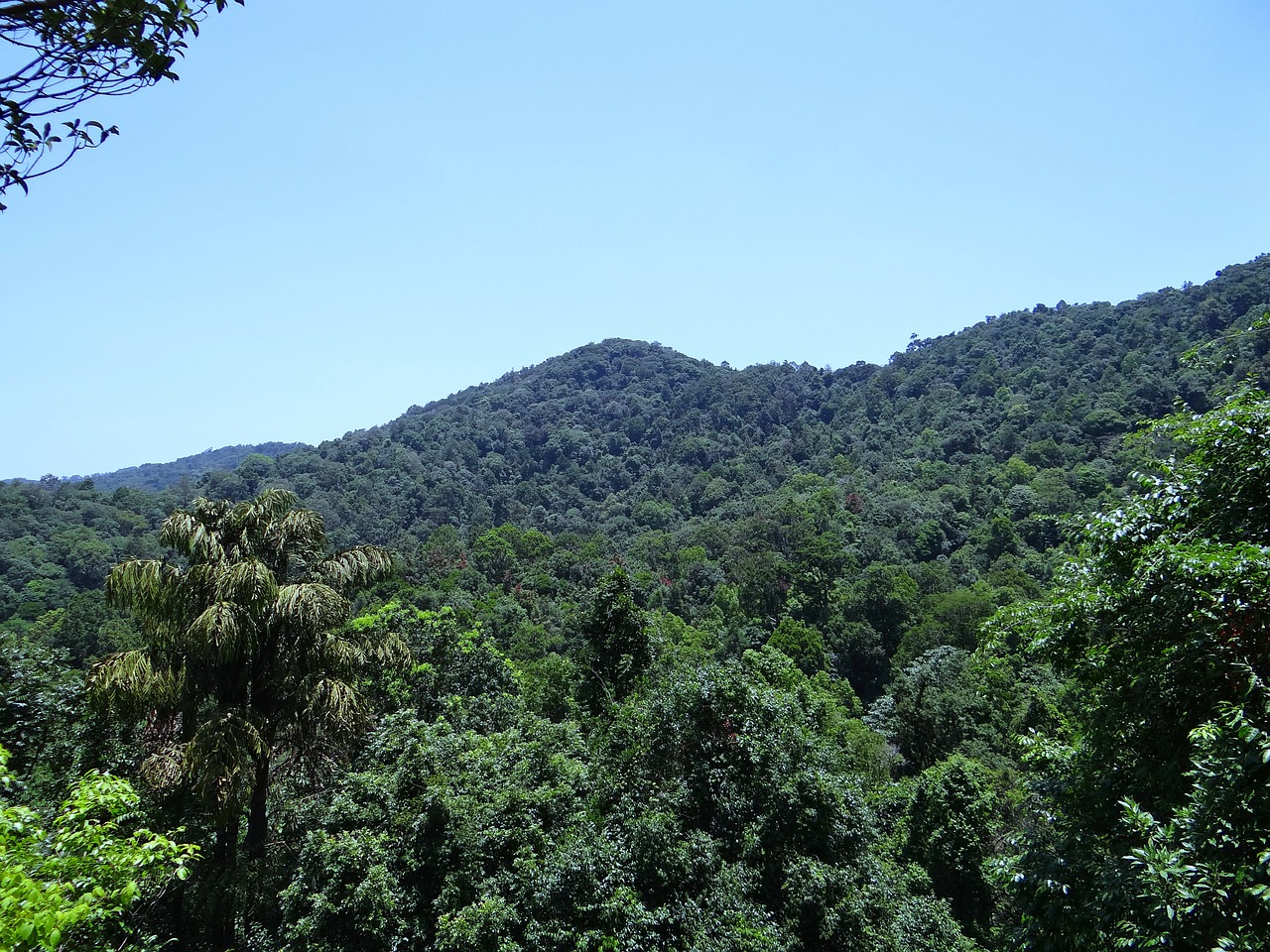 western ghats mountains dense forest free photo