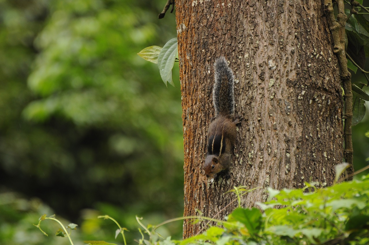 western ghats squirrel wildlife valparai free photo