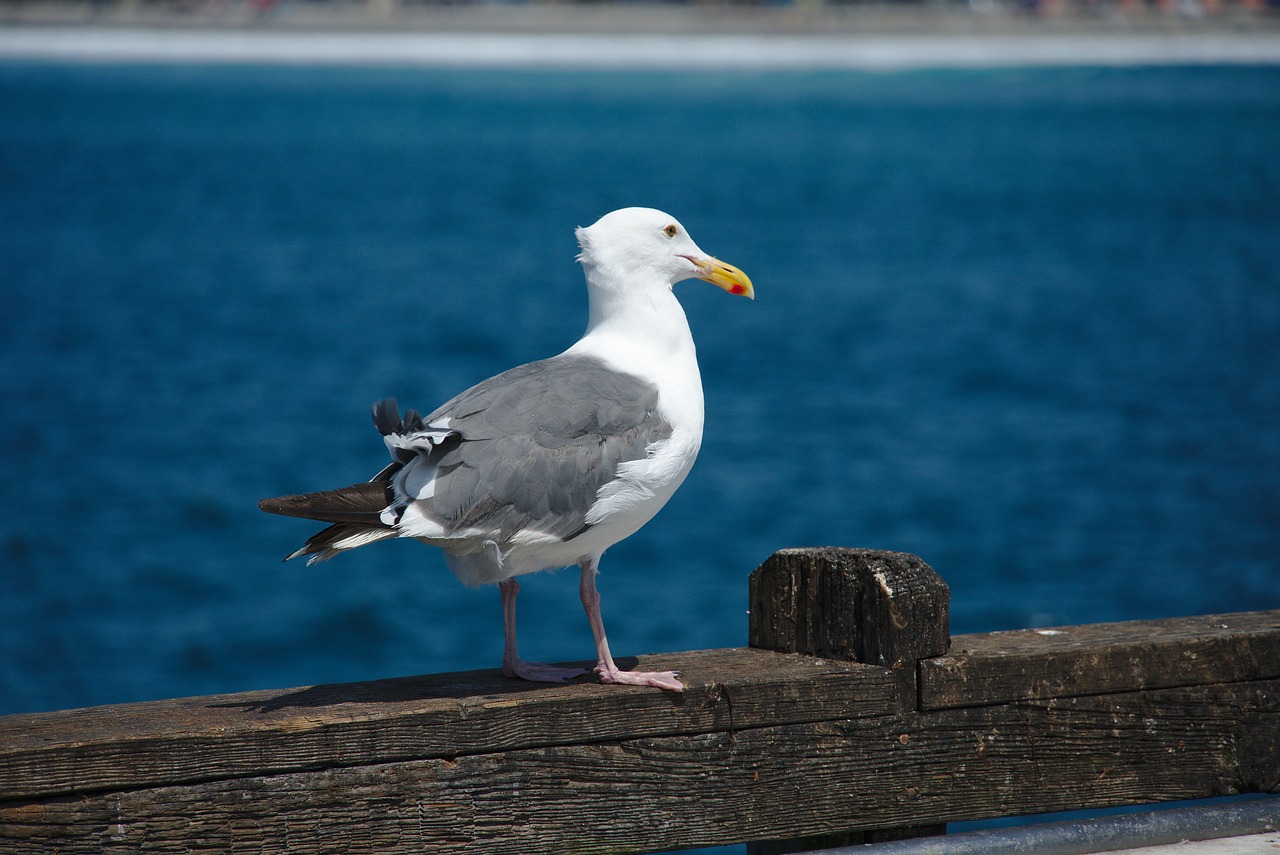 western gull  bird  bird on the pier free photo