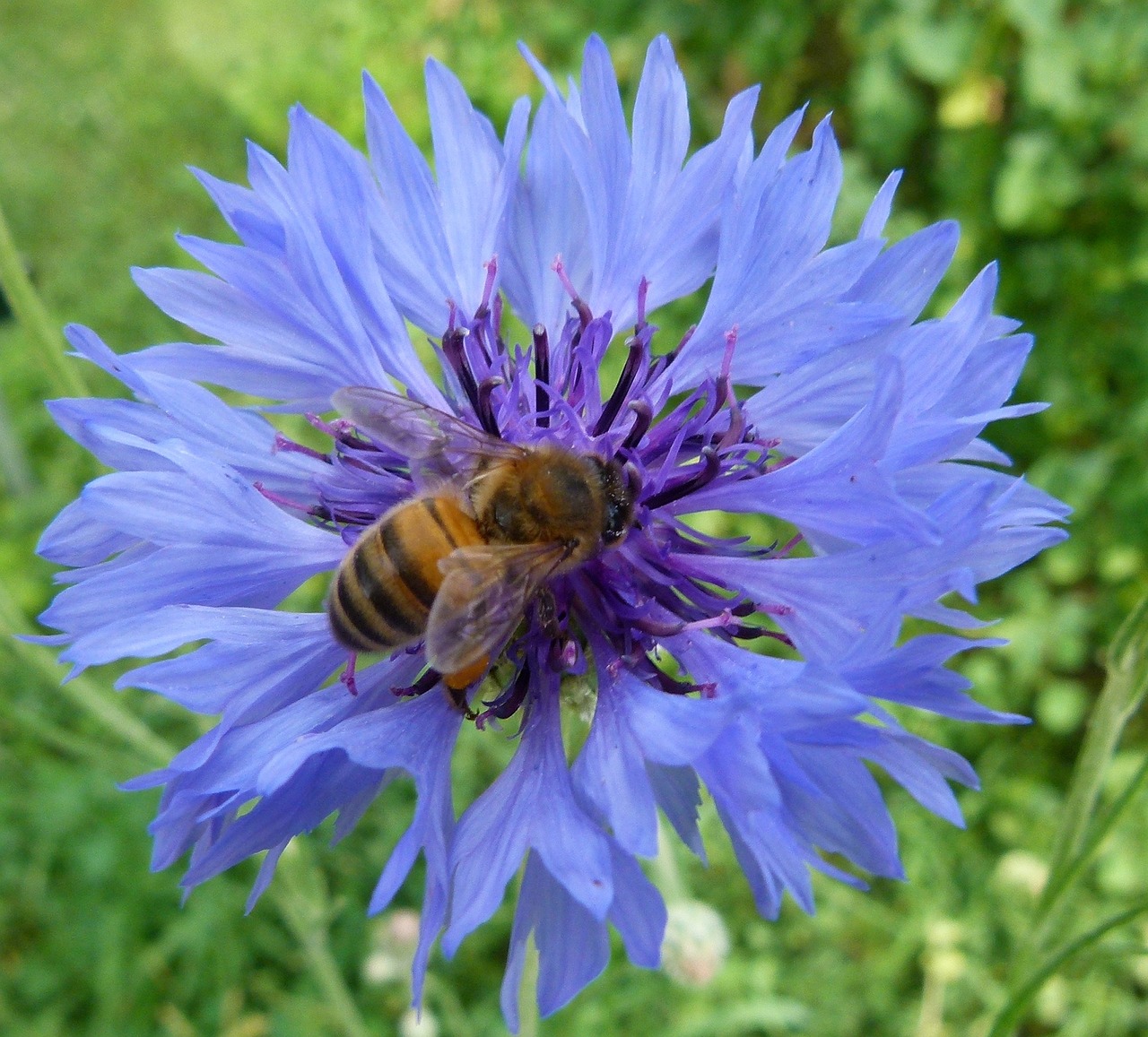 western honeybee flower cornflower free photo