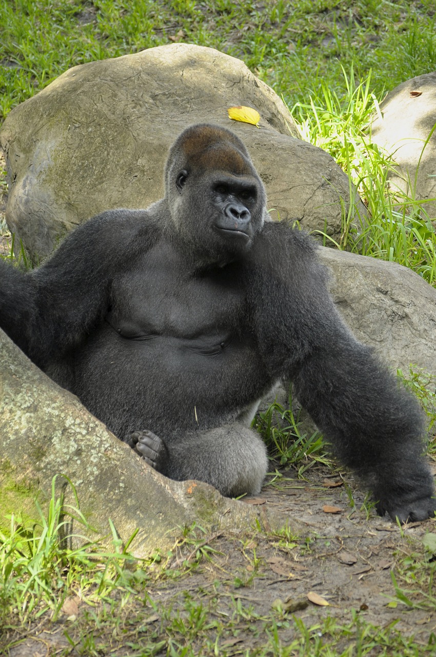 western lowland gorilla  ape  primate free photo