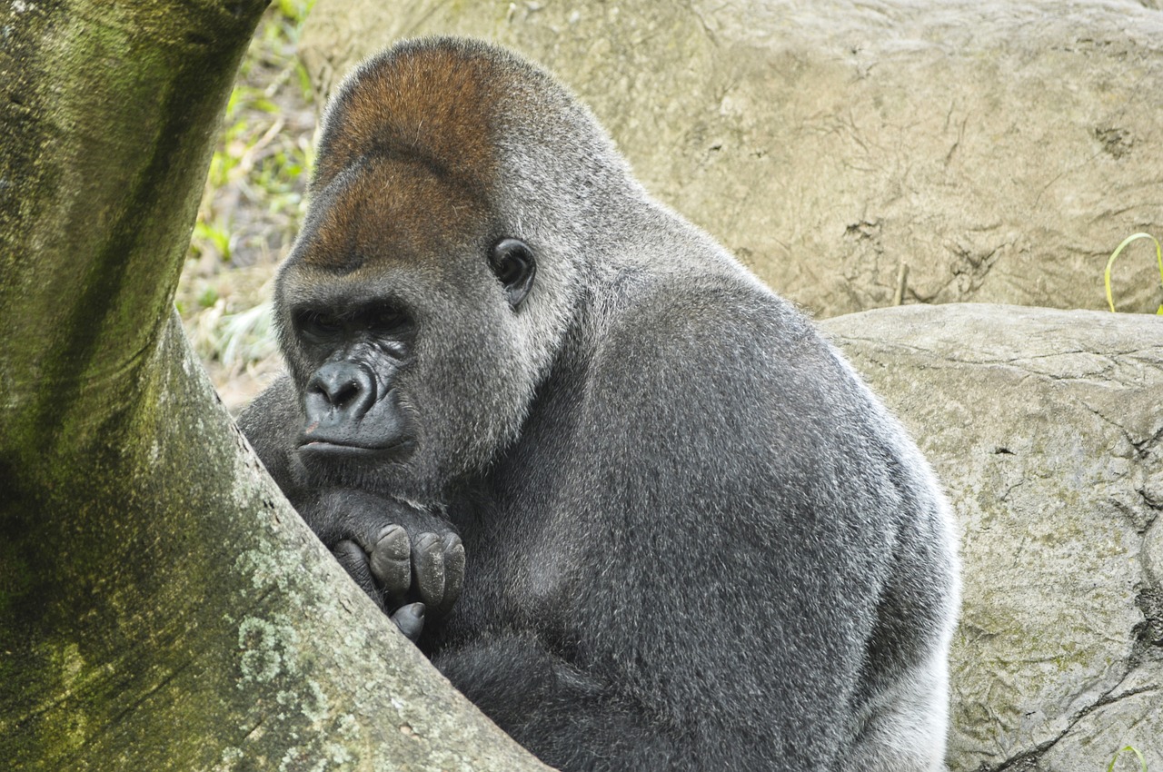 western lowland gorilla  ape  primate free photo