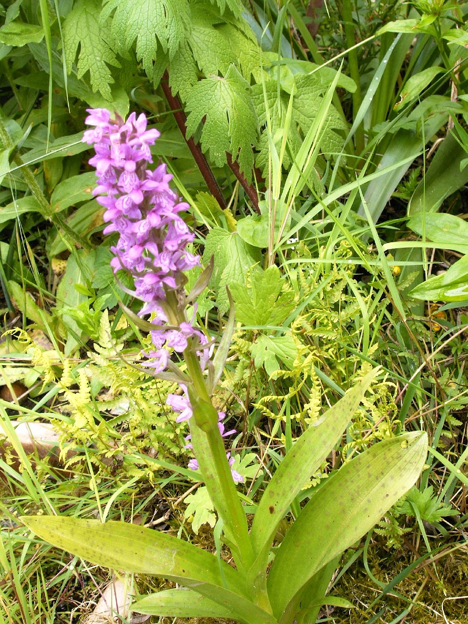 western marsh knabenkraut orchid german free photo