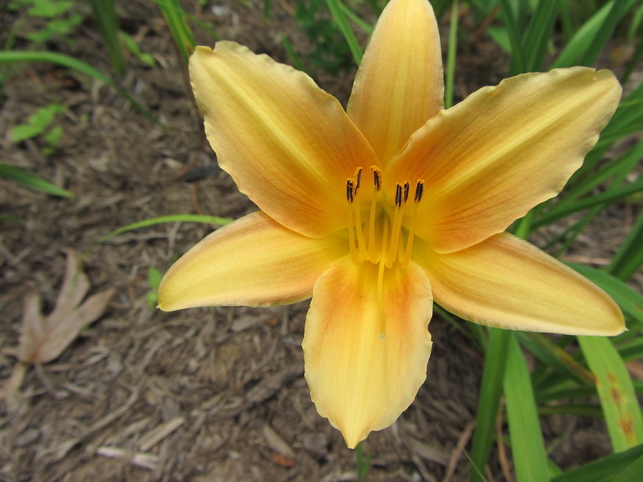 western nc flower yellow free photo