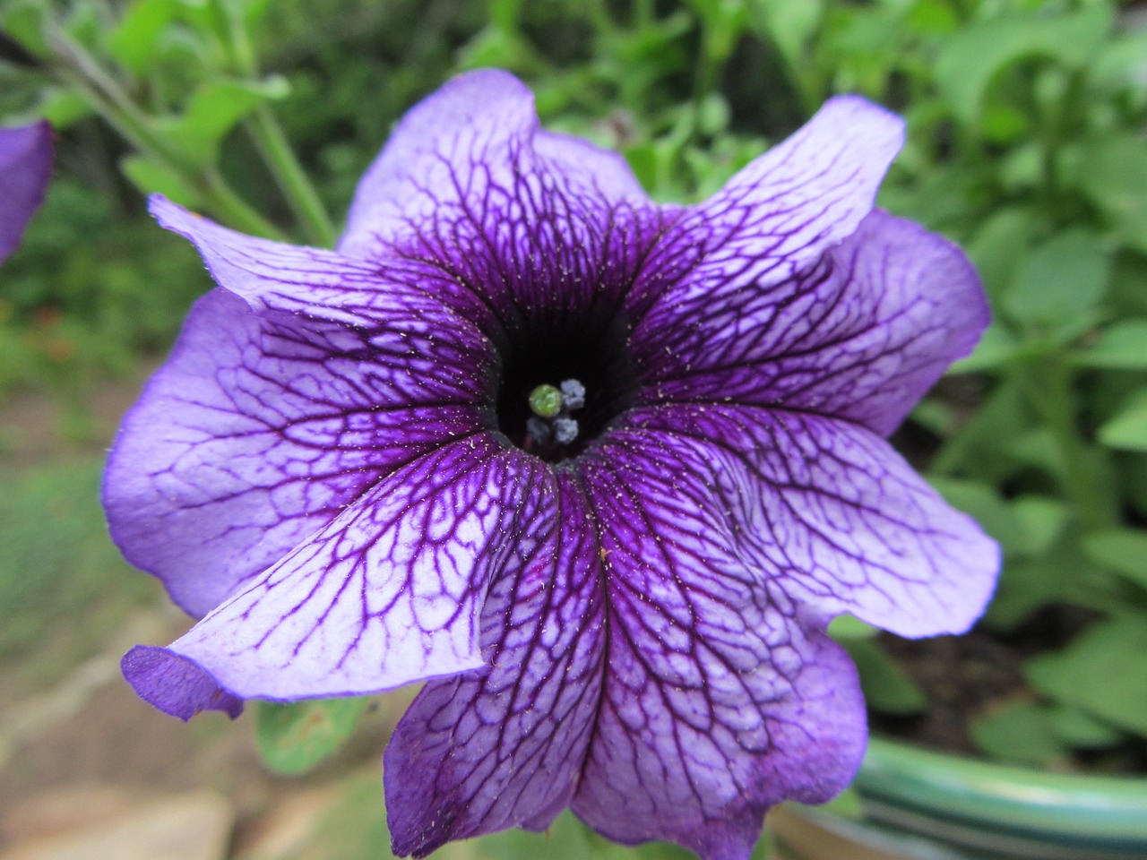 western nc flower purple free photo