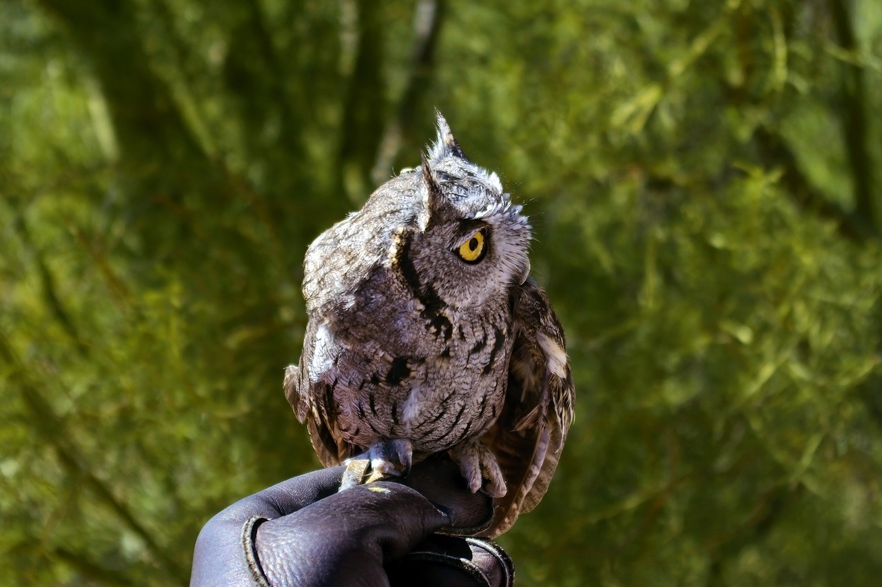 western screech owl  owl  bird free photo