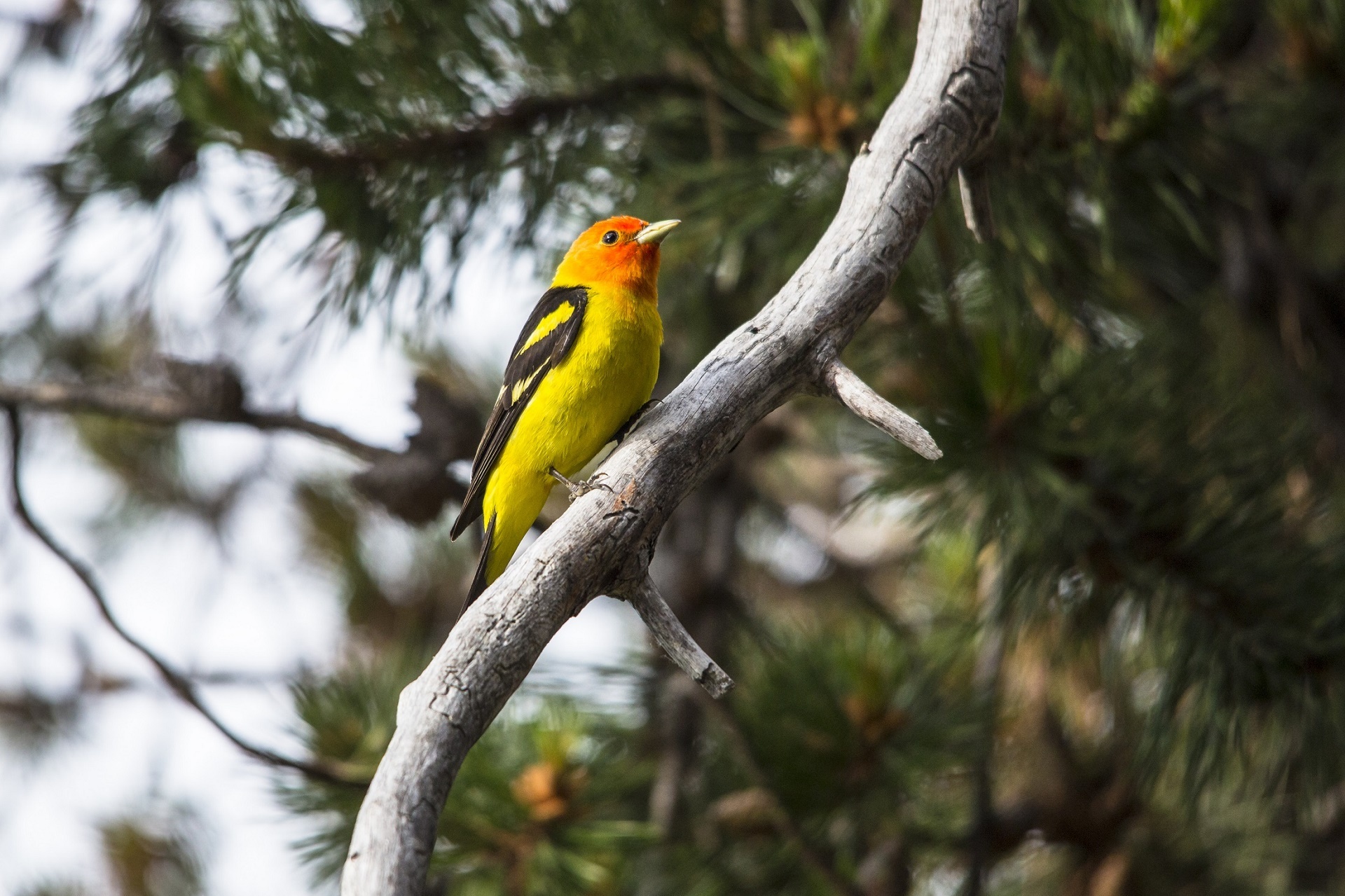western tanager bird perched free photo