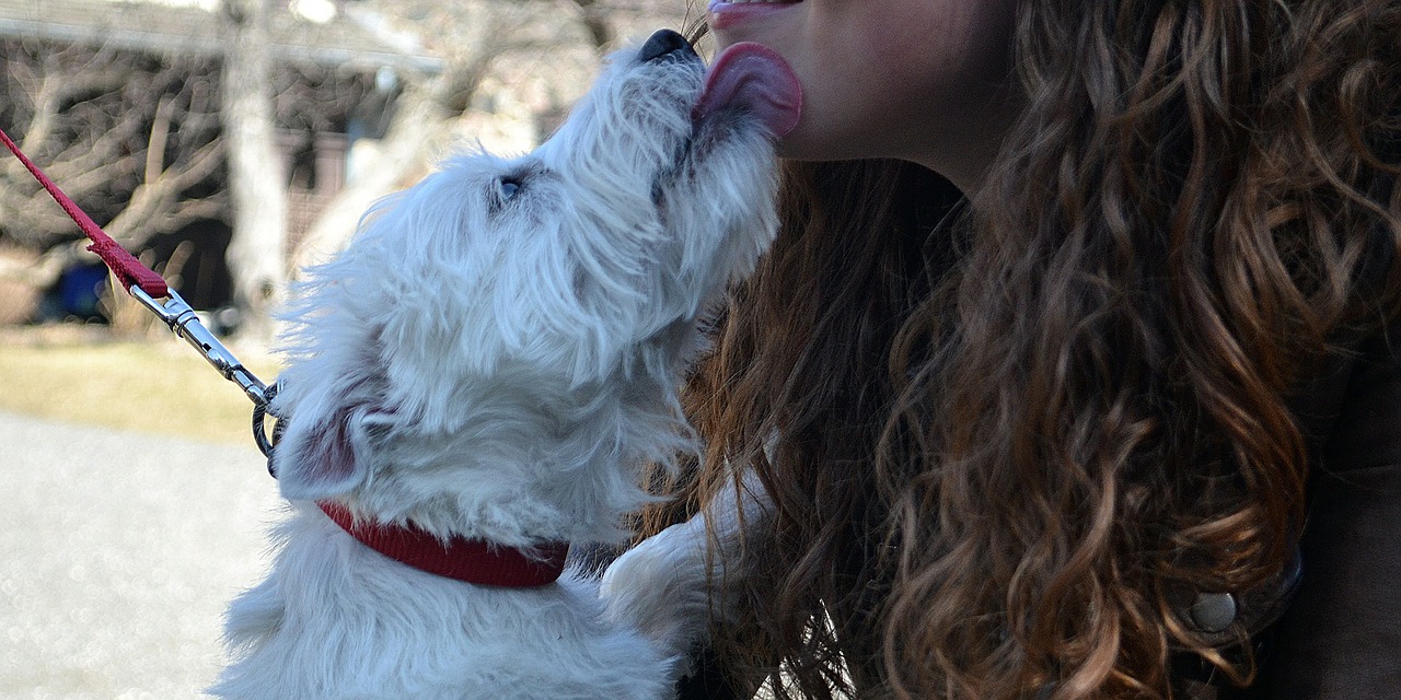 westie dog kisses free photo
