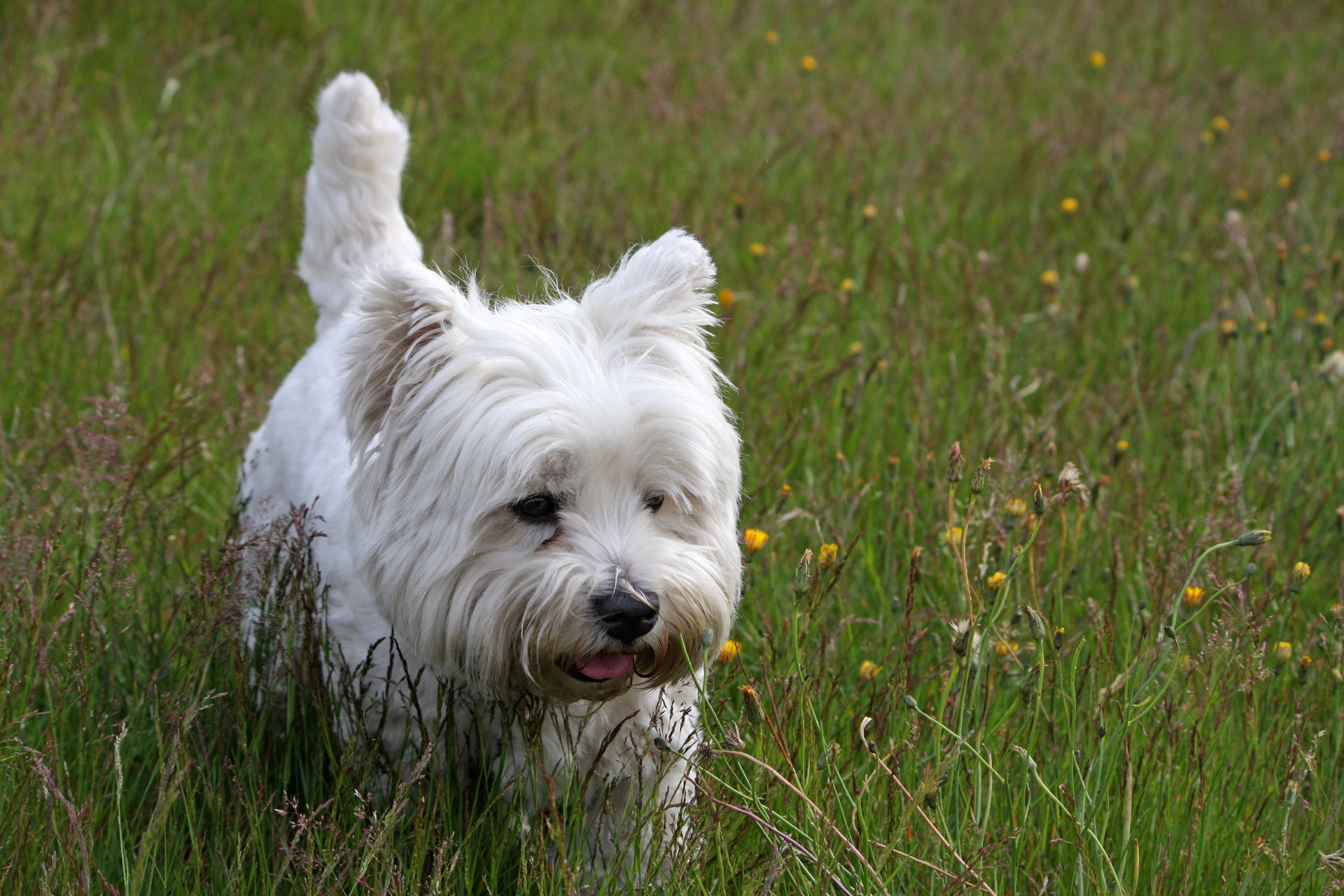 westie dog west highland white terrier free photo