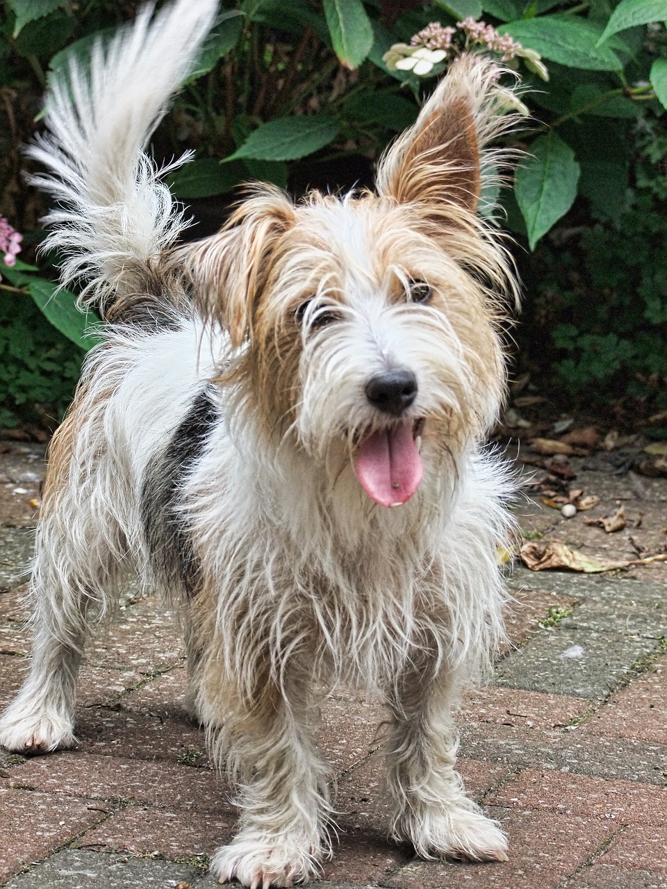 westland terrier dog companion free photo