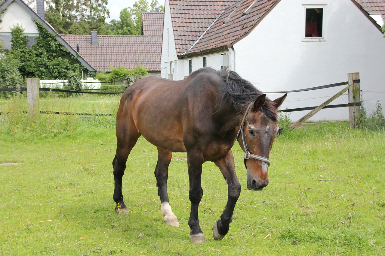 westphalian horse grandpa fit free photo