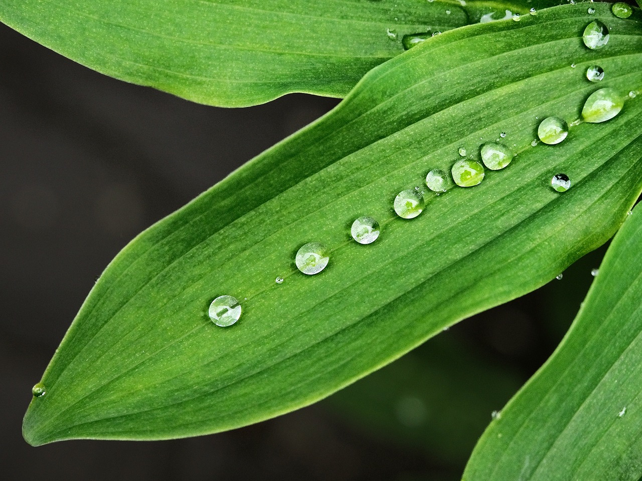 wet leaf droplets free photo
